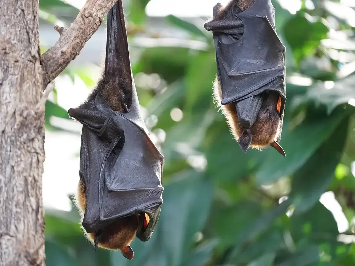 Amizade entre morcegos-vampiros: o que espelha a humana