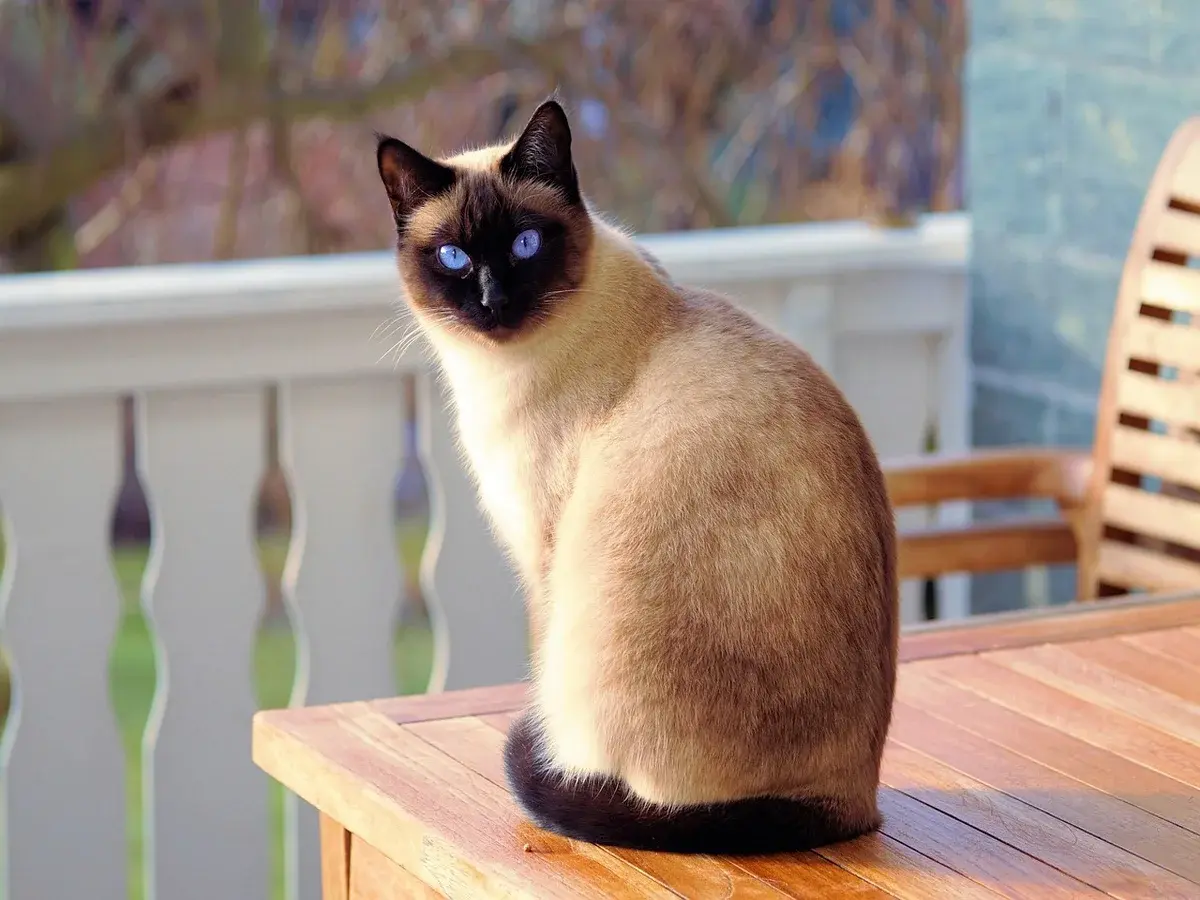 Areia para gato: como escolher a ideal (comparativo real)
