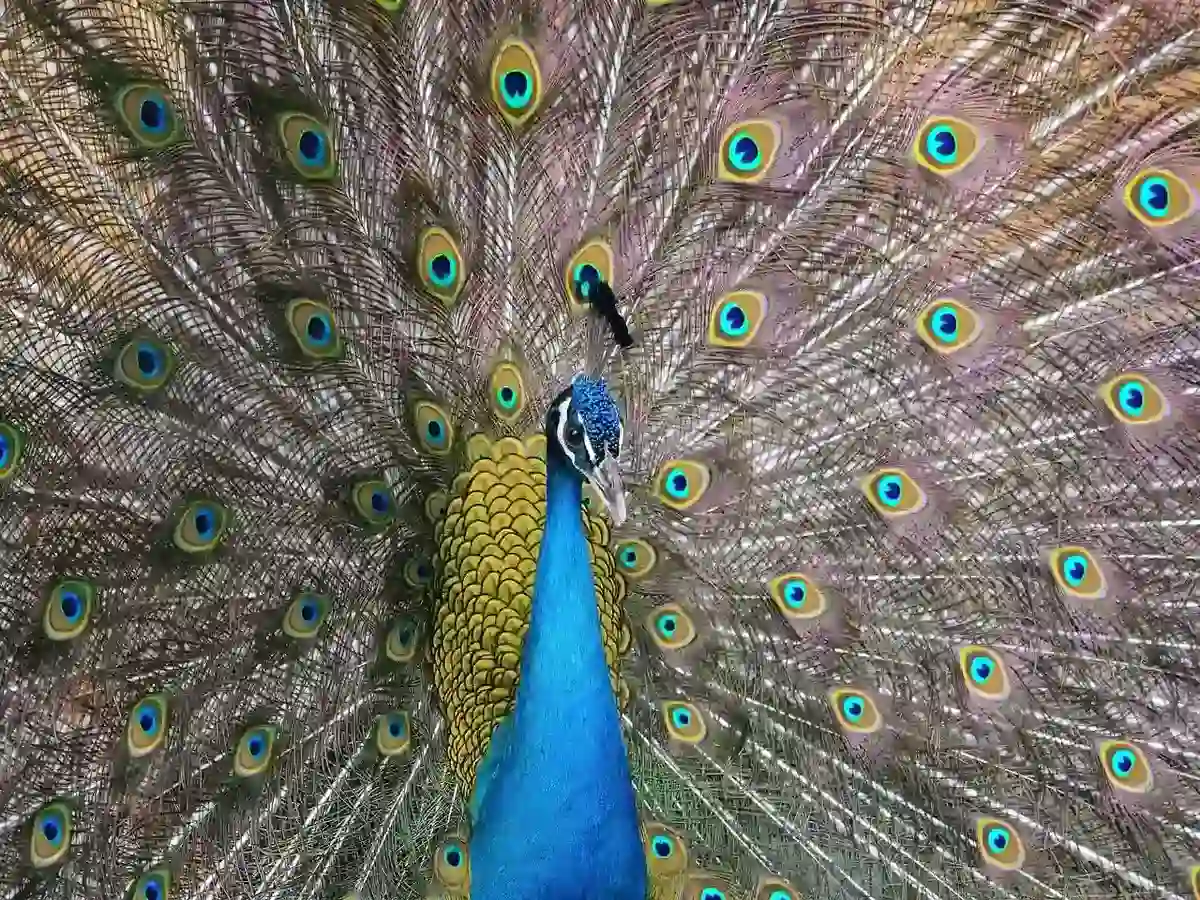 Biolaser em penas de pavão: evidências, limites e usos