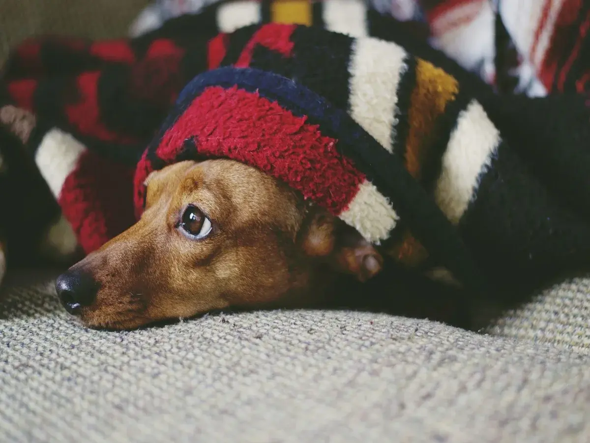 Cachorro percorre 12 km para dar adeus ao tutor: o que aconteceu e como agir