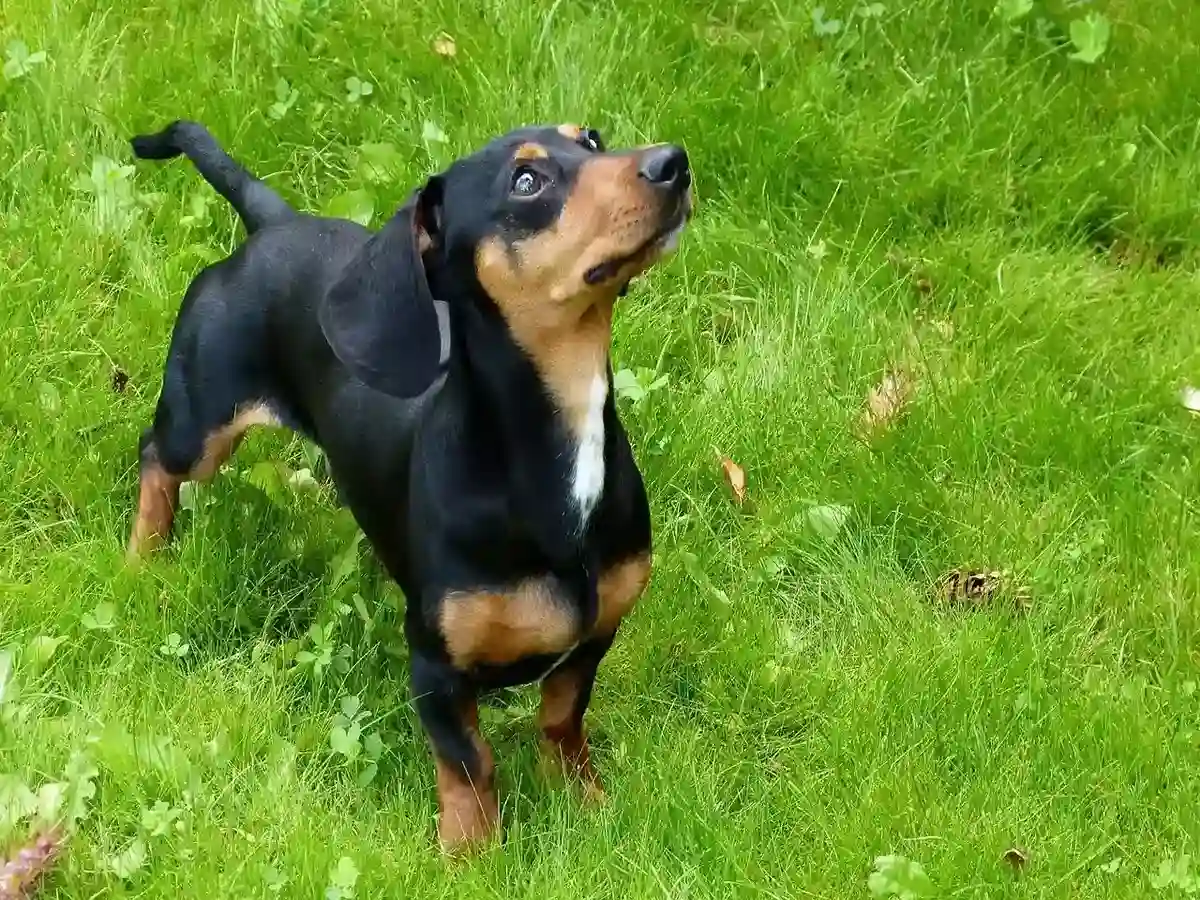 Cachorro salsicha sobrevive 529 dias em ilha: o caso real de Valerie