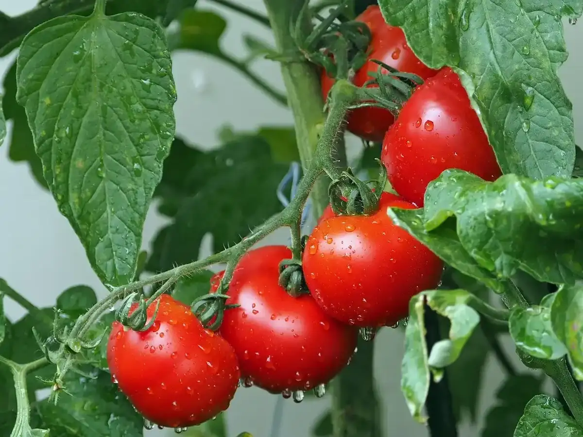 História do tomate: do “veneno” ao protagonista