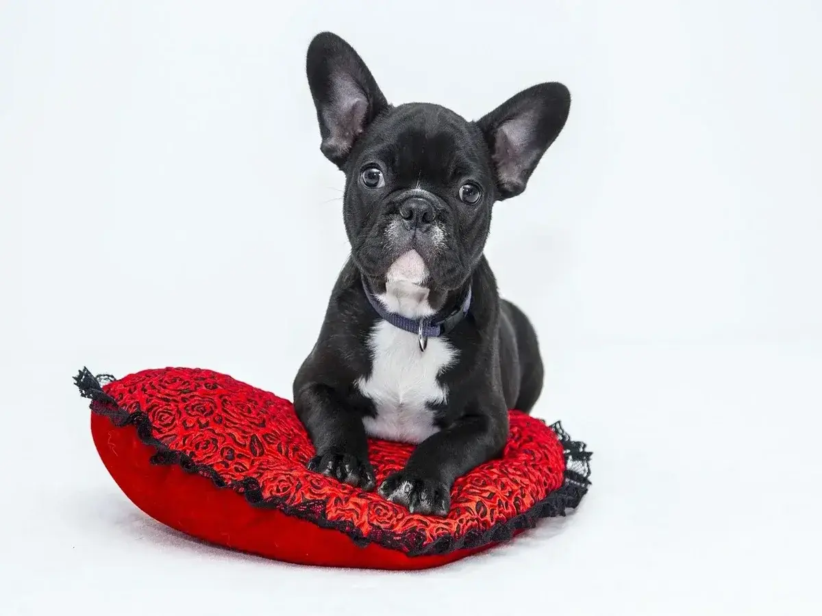 Nomes de pets mais populares no Brasil: o ranking que importa (2025)