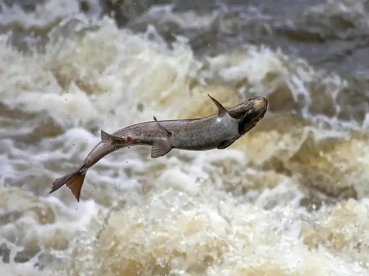 Peixe do Havaí que escala cachoeira: por que está em risco