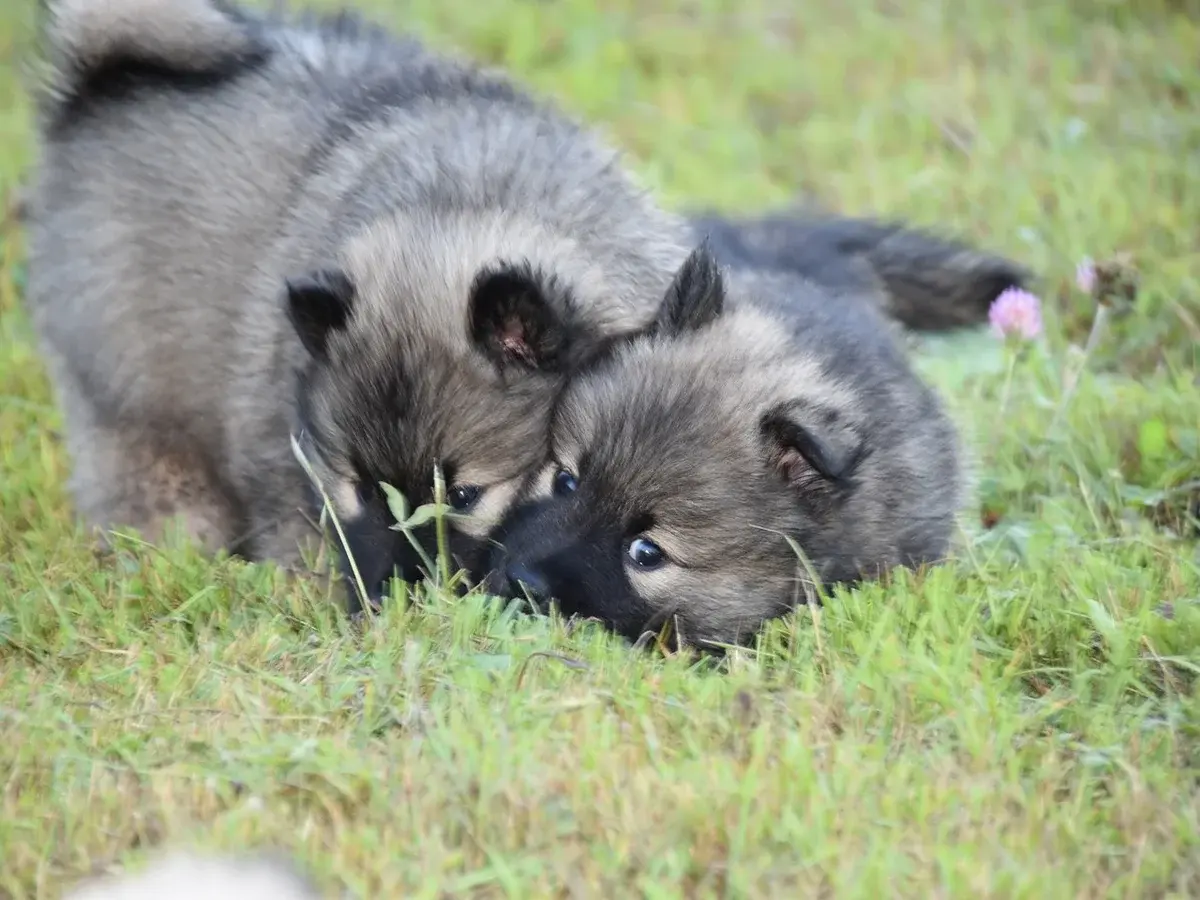 Por que cachorros comem grama? Mitos e verdades